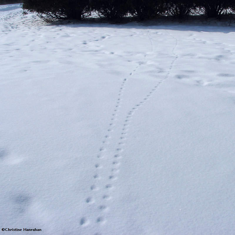 Two sets of fox (Vulpes vulpes) tracks