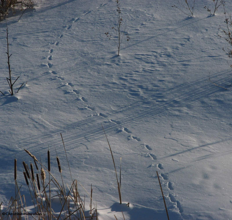 Fox (Vulpes vulpes) tracks