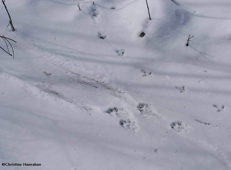 Otter and Ruffed Grouse tracks