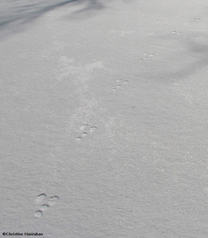 Snowshoe Hare tracks
