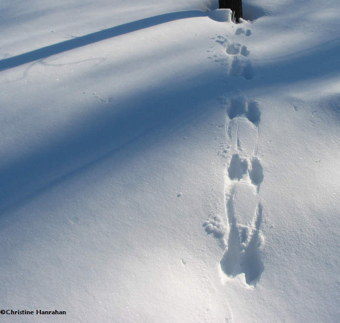 Squirrel Tracks and Signs