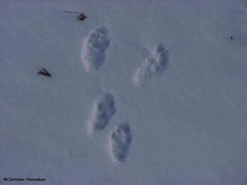 Red squirrel tracks