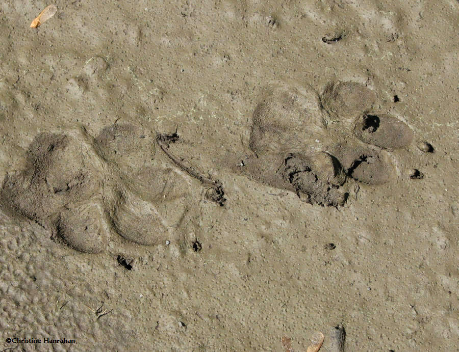 Tracks of a German Shepherd (my dog)