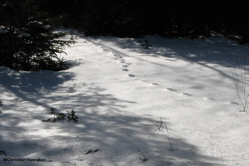 Coyote (Canis latrans) tracks