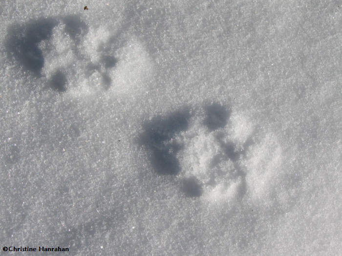 Fox and Coyote tracks, scat and signs