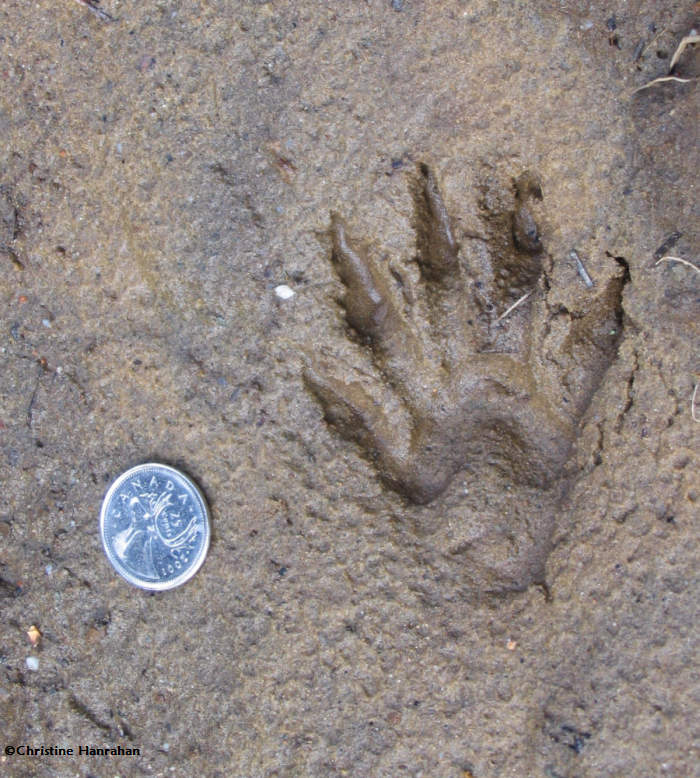 Raccoon (Procyon lotor)  track, front foot