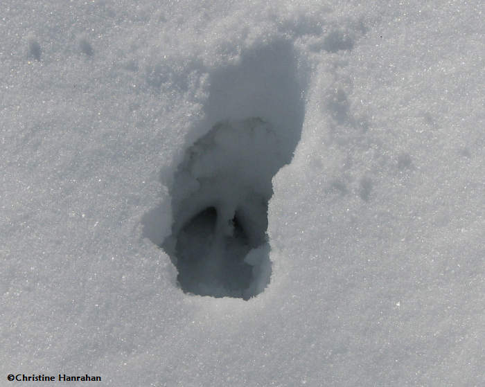 White-tailed deer (Odocoileus virginianus)  track in deep snow