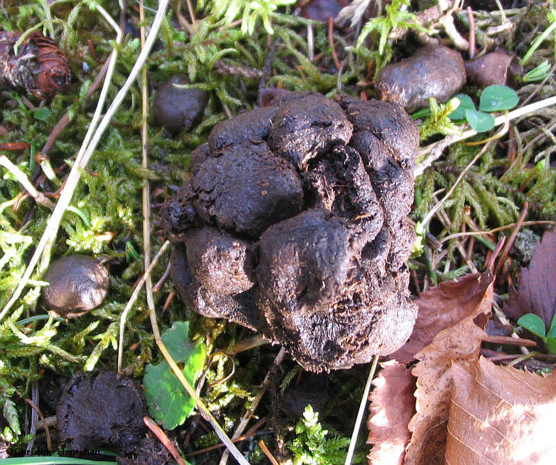 White-tailed deer (Odocoileus virginianus)  scat