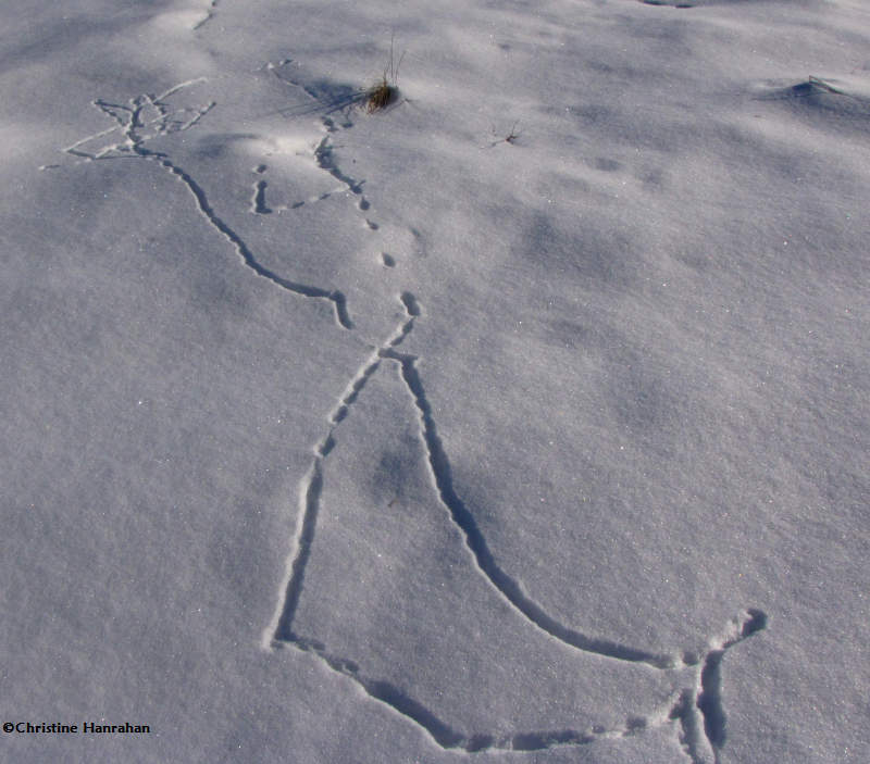 Meadow Vole tracks forming a run