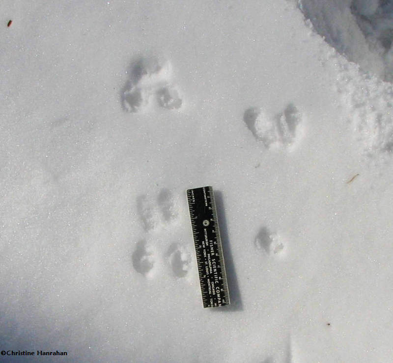 Mouse tracks, Peromyscus sp., possibly White-footed
