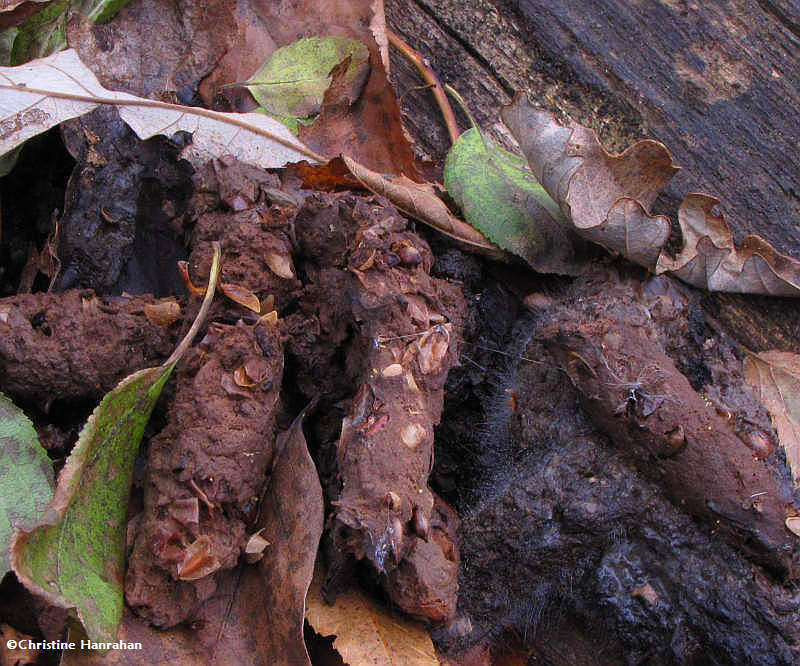 Close view of Raccoon (Procyon lotor) scat on log