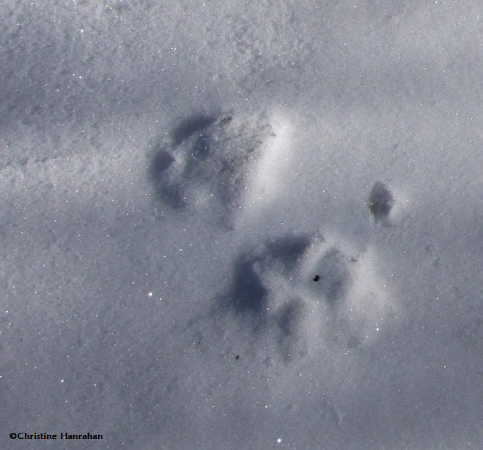 Coyote (Canis latrans) track