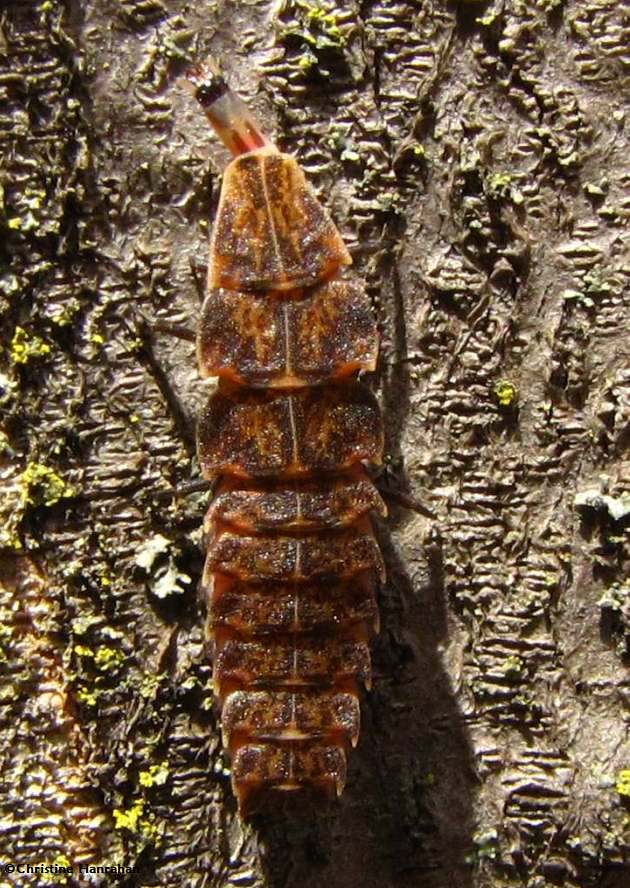 Firefly larva