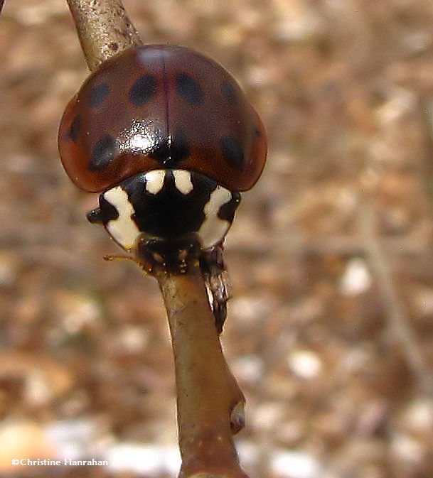 Fifteen-spotted ladybeetle (Anatis labiculata)