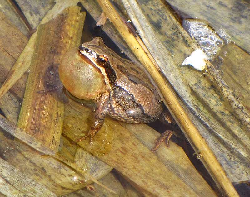 Chorus frog  (Pseudacris triseriata triseriata)