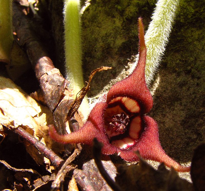 Ginger. Wild (Asarum canadense)