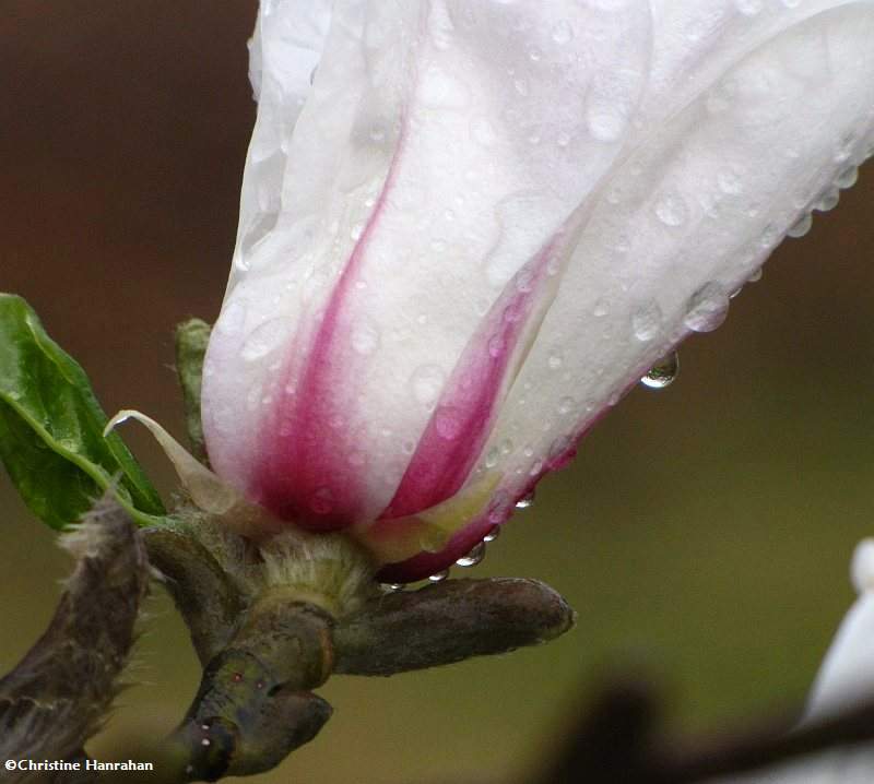 Magnolia in the rain
