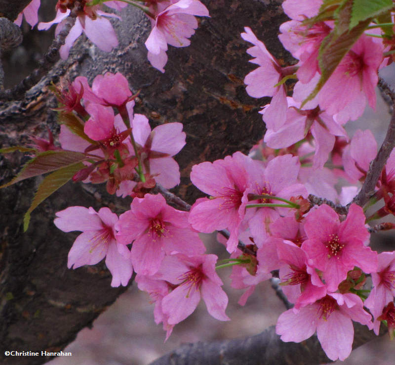 Plum blossoms