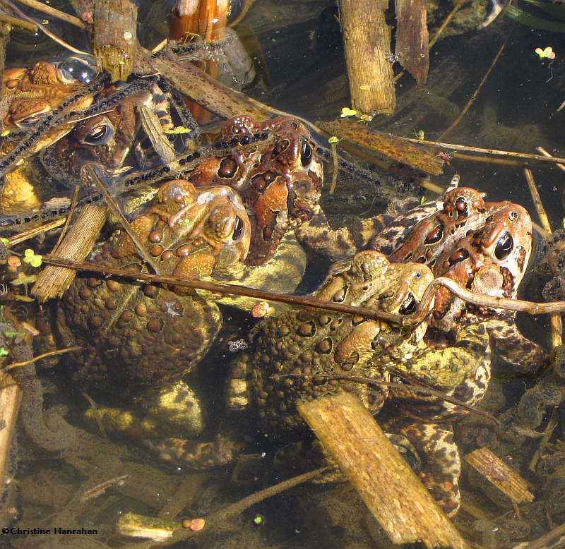 American toads (Bufo americanus) mating all in a row
