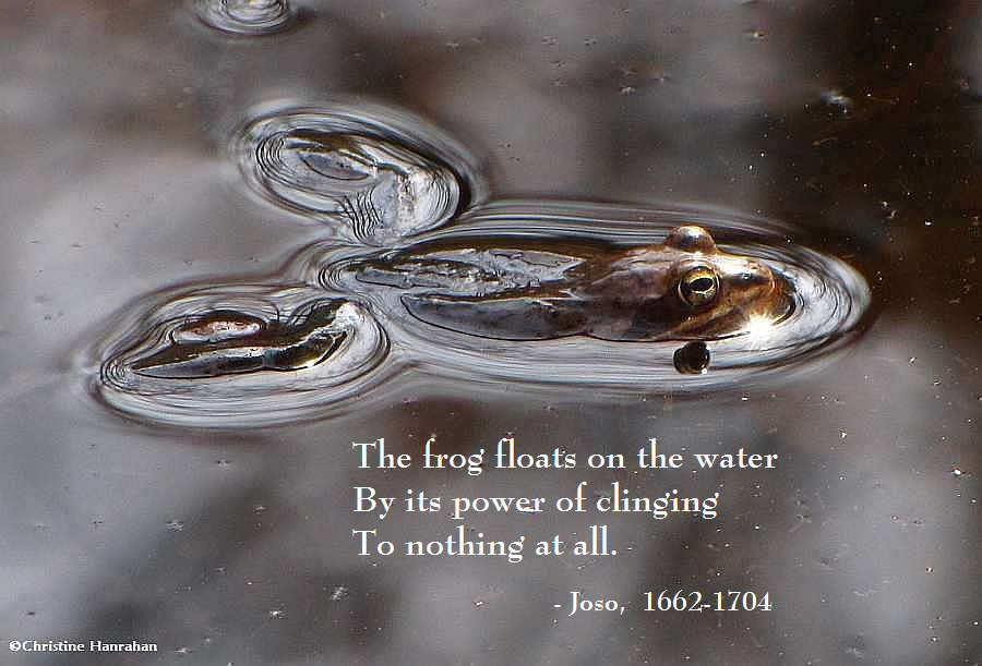 The frog floats on the water...