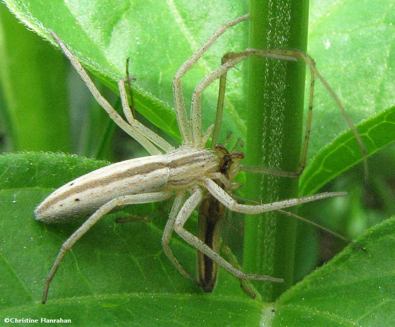  Oblong Running Crab Spider and Long-jawed Orb-weaver