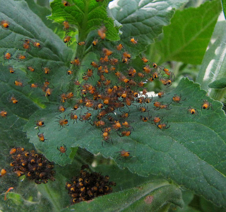 Spiderlings:  Garden cross orb weavers