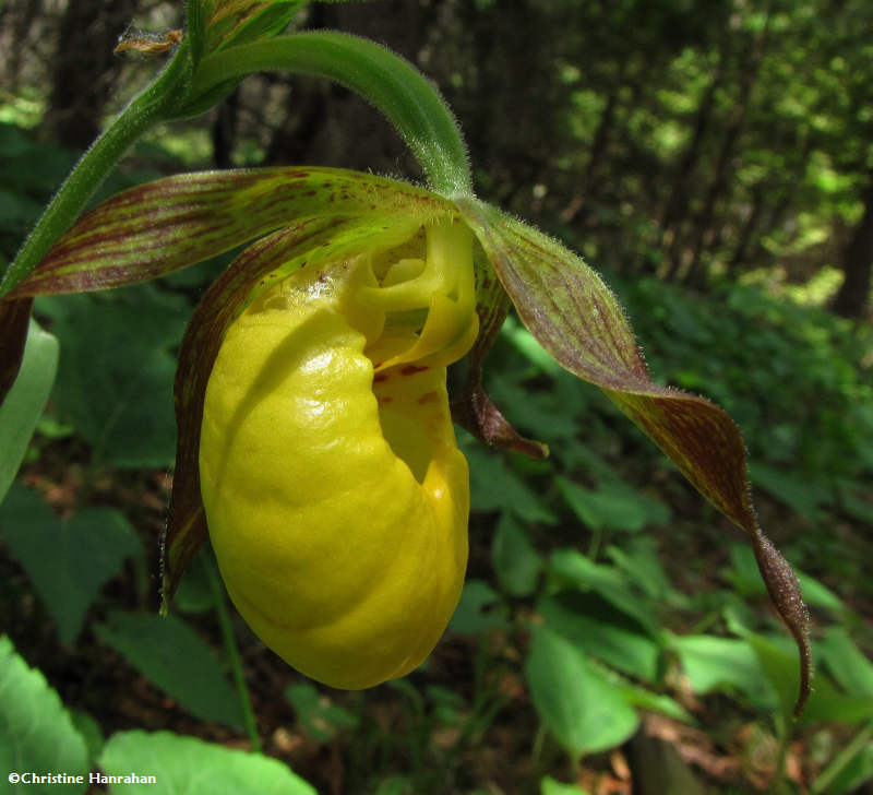 Yellow lady-slipper orchid (Cypripedium calceolus)
