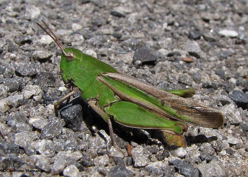 Northern Green-striped grasshopper (Chortophaga viridifasciata)