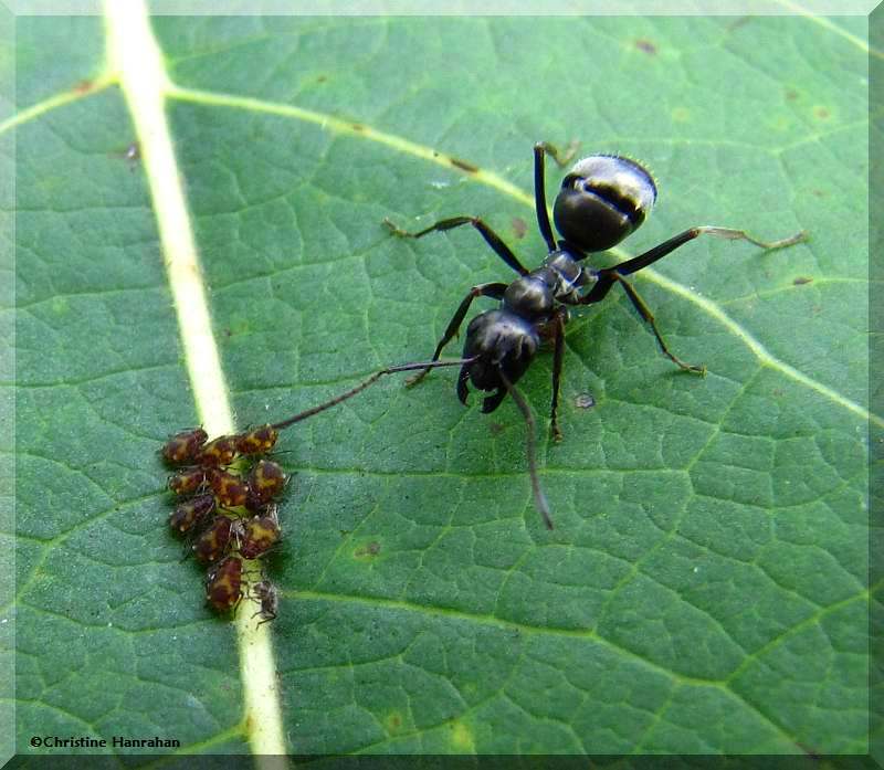 Ant tending aphids