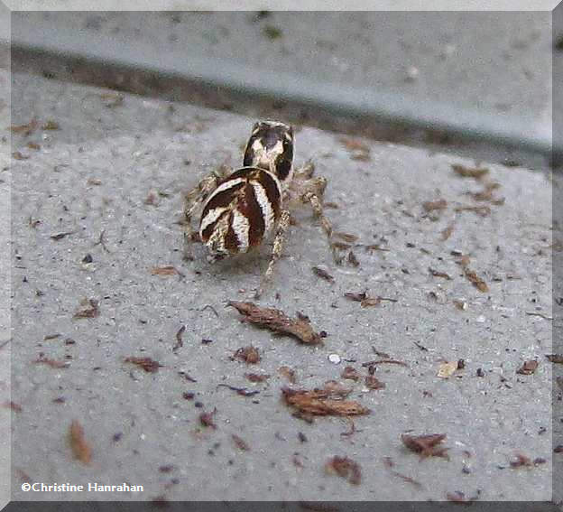 Zebra jumping spider (Salticus scenicus)