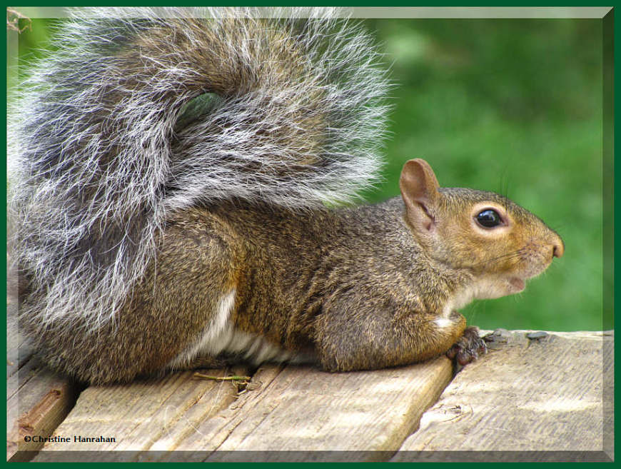 Grey Squirrel