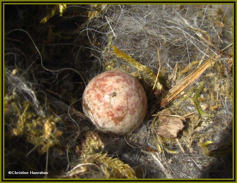 Black-capped chickadee nest and egg
