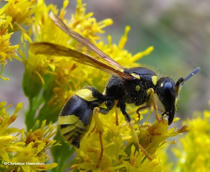 Mason wasp (Ancistrocerus)