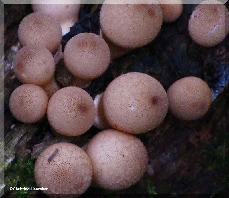 Puffballs (Lycoperdon sp.)