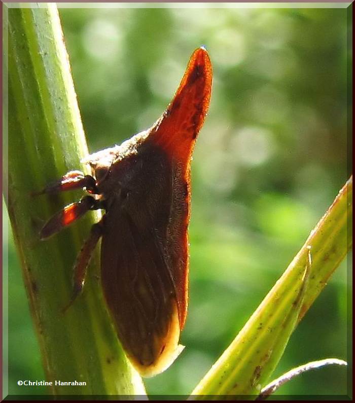 Widefooted Treehopper (Enchenopa latipes)