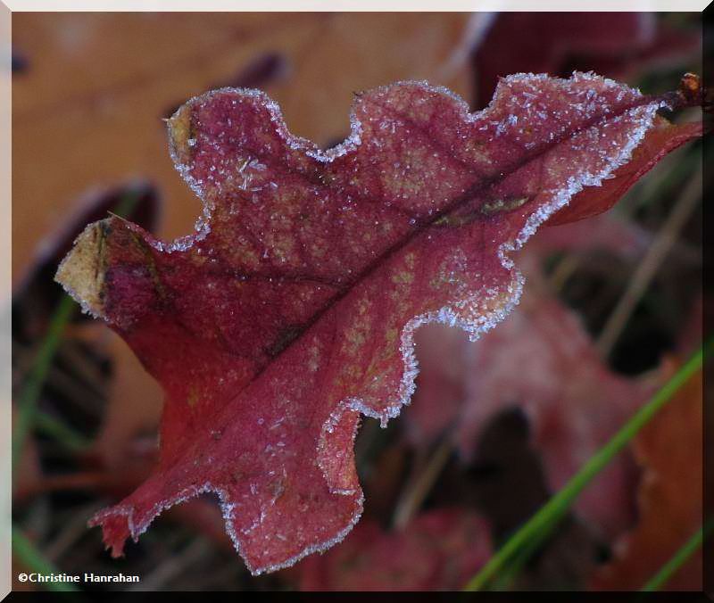 Frost on oak leaf