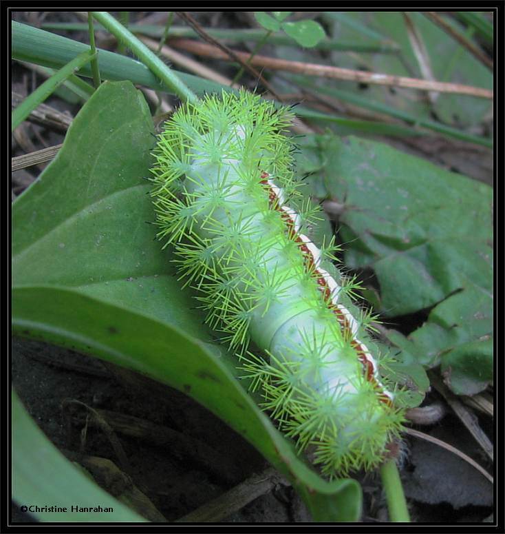 Io moth caterpillar (Automeris io), #7746
