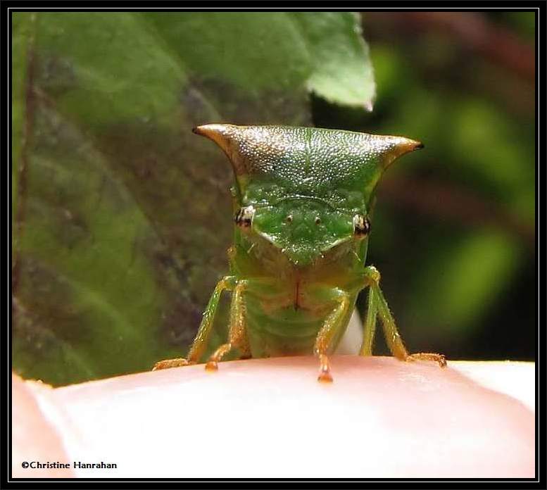 Treehopper (Stictocehphala sp.)