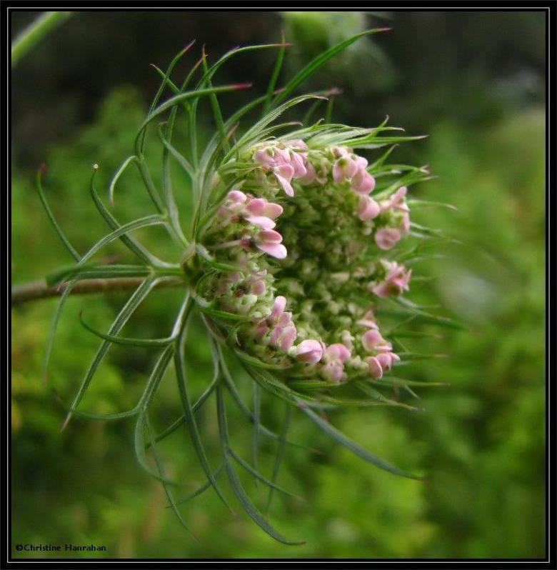 Queen Anne's lace (Daucus carota)