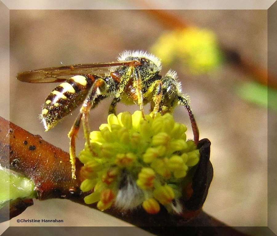 Cuckoo bee (<em>Nomada</em> sp.)