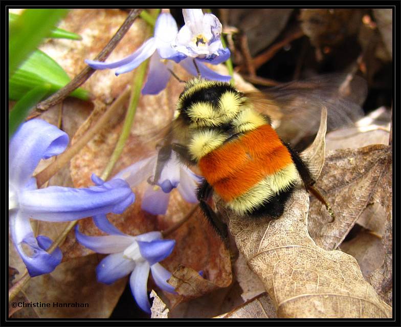 Tricolored bumblebee (Bombus ternarius)