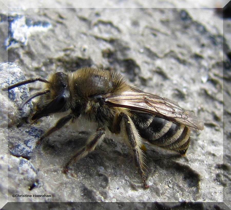 Plasterer bee (<em>Colletes</em> sp.)