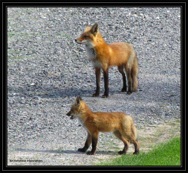 Fox family (Vulpes vulpes)