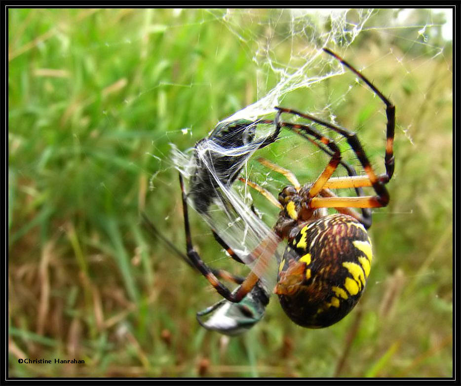 Black and yellow argiope, female (<em>Argiope aurantia</em>) wrapping prey with silk