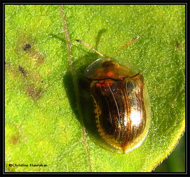 Mottled Tortoise beetle (Deloyala guttata)