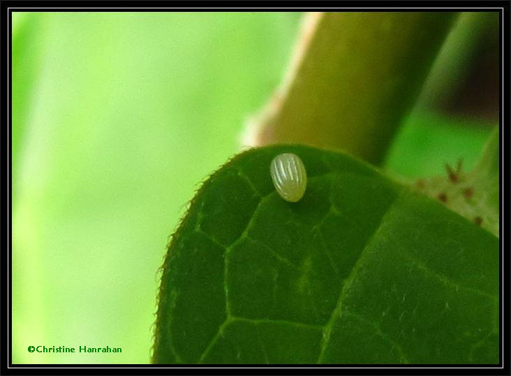 Monarch butterfly egg  (<em>Danaus plexippus</em>) on swamp milkweed