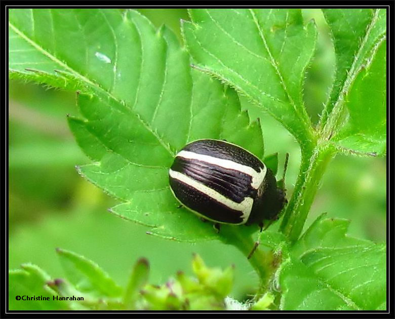 Ragweed Leaf beetle (<em>Zygogramma suturalis</em>) on Beggarticks