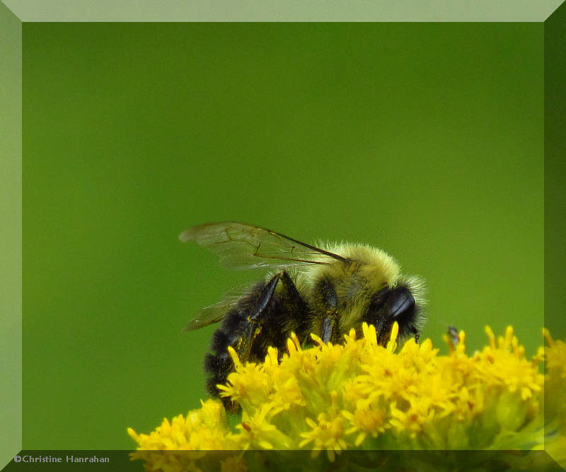 Bumble bee (Bombus) on goldenrod