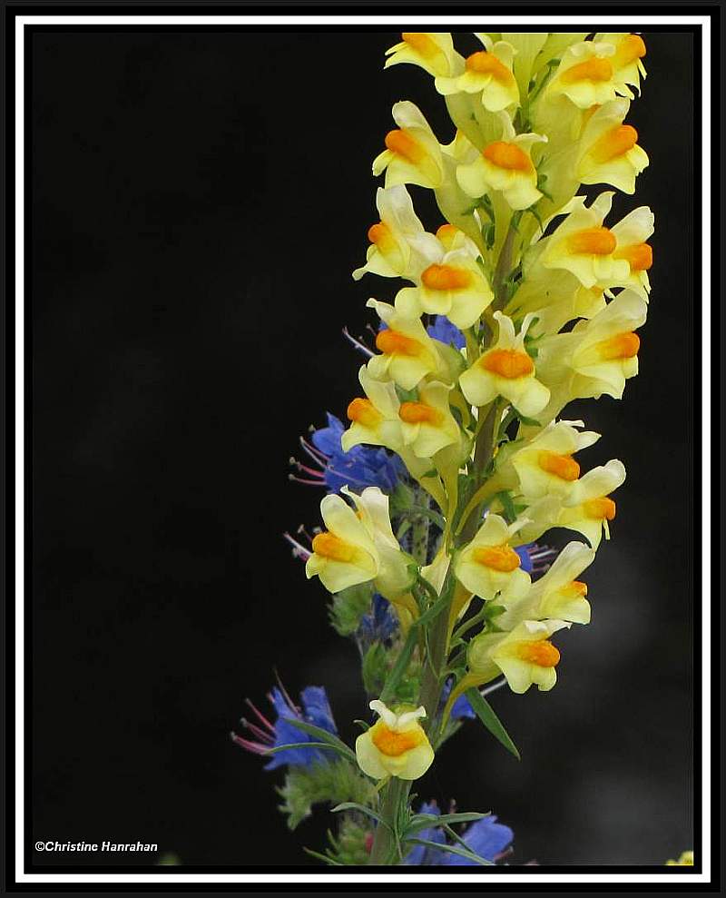 Butter-and-eggs (<em>Linaria vulgaris</em>)