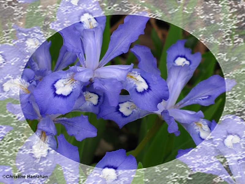 Dwarf iris (Iris lacustris)